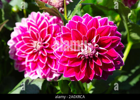 Dahlie 'Purple Pearl'-Typ, eine dekorative Art lila Dahlie in Blume, Großbritannien Stockfoto