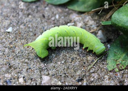 Eine Tomate Wurm über den Bürgersteig Stockfoto