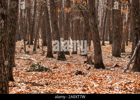 Petrova Cordon. Lazovsky Nature Reserve, sikhote-alin Mountain Range. Primorski Krai. Russland, Asien Stockfoto