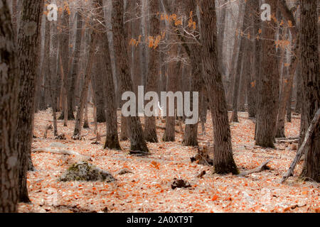 Proselochny Cordon. Lazovsky Nature Reserve, sikhote-alin Mountain Range. Primorski Krai. Russland, Asien Stockfoto