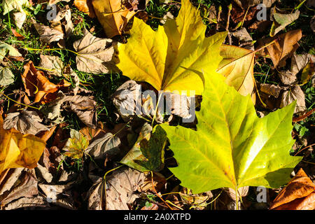 Herbst Konzept, Fotos, fallende Blätter, bunte Blätter, Platanen, Jahreszeiten, saisonal wechselnde Jahreszeit, Herbst Blätter, Farben ändern Stockfoto