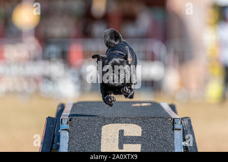 Eroberung K9Hund Anzeige an den nationalen Land Show Live im Hylands Park, Chelmsford, Essex, Großbritannien. Pug. Agility Stockfoto