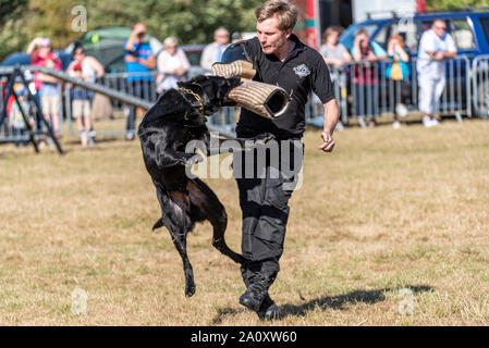 Hund Angriff Simulation Training. Eroberung K9Hund Anzeige an den nationalen Land Show Live im Hylands Park, Chelmsford, Essex, Großbritannien. Agility Stockfoto