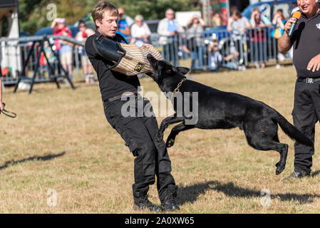 Hund Angriff Simulation Training. Eroberung K9Hund Anzeige an den nationalen Land Show Live im Hylands Park, Chelmsford, Essex, Großbritannien. Agility Stockfoto