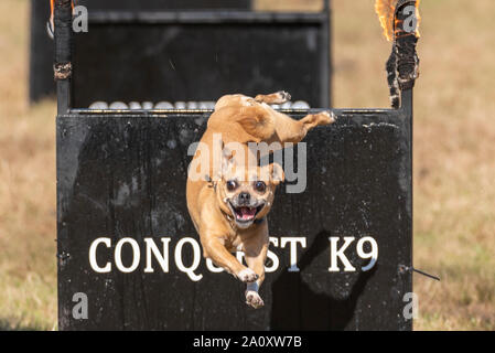 Eroberung K9Hund Anzeige an den nationalen Land Show Live im Hylands Park, Chelmsford, Essex, Großbritannien. Kleiner Hund durch Feuer springen. Agility Stockfoto