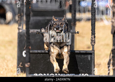 Eroberung K9Hund Anzeige an den nationalen Land Show Live im Hylands Park, Chelmsford, Essex, Großbritannien. Deutscher Schäferhund mit Prop. Agility Stockfoto