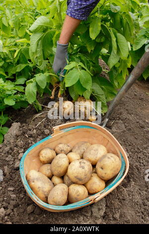 Solanum tuberosum bin arfona'. Frisch gegraben Zuteilung angebauten Kartoffeln von Hand geerntet in eine trug durch eine weibliche Gärtner (abgebildet). Großbritannien Stockfoto