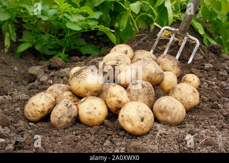 Solanum tuberosum bin arfona'. Frisch gegraben Zweiten frühen Kartoffeln in einem Schrebergarten. Großbritannien Stockfoto