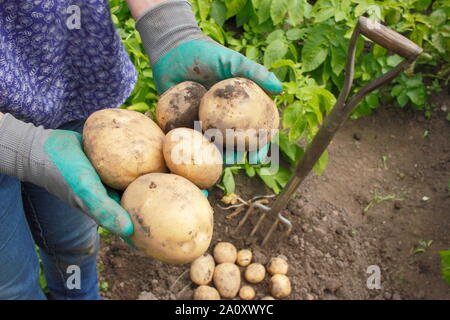 Frau mit frisch gegrabenen zweiten frühen Kartoffeln in einem Trug in einem Gemüsegarten. Solanum tuberosum „Marfona“. Stockfoto