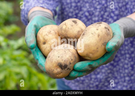 Frau mit frisch gegrabenen zweiten frühen Kartoffeln in einem Trug in einem Gemüsegarten. Solanum tuberosum „Marfona“. Stockfoto