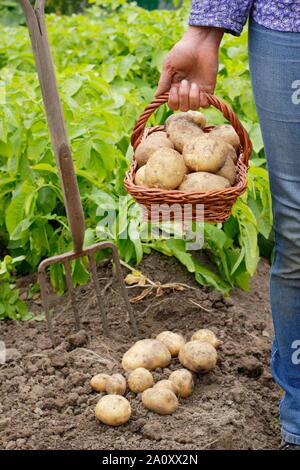 Frau mit frisch gegrabenen zweiten frühen Kartoffeln in einem Trug in einem Gemüsegarten. Solanum tuberosum „Marfona“. Stockfoto