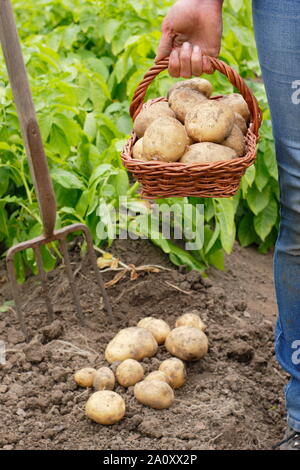 Frau mit frisch gegrabenen zweiten frühen Kartoffeln in einem Trug in einem Gemüsegarten. Solanum tuberosum „Marfona“. Stockfoto