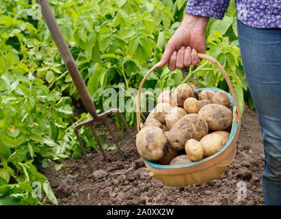 Frau mit frisch gegrabenen zweiten frühen Kartoffeln in einem Trug in einem Gemüsegarten. Solanum tuberosum „Marfona“. Stockfoto