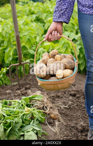 Frau mit frisch gegrabenen zweiten frühen Kartoffeln in einem Trug in einem Gemüsegarten. Solanum tuberosum „Marfona“. Stockfoto