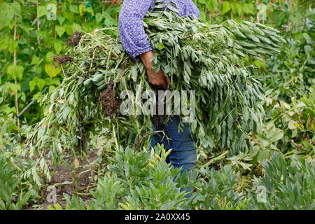 Vicia faba. Verbrachte Bohne Pflanzen für die Kompostierung auf eine Zuteilung durch weibliche Gärtner entfernt. Großbritannien Stockfoto