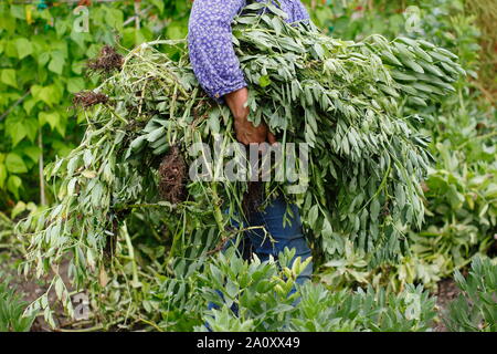 Vicia faba. Verbrachte Bohne Pflanzen für die Kompostierung auf eine Zuteilung durch weibliche Gärtner entfernt. Großbritannien Stockfoto