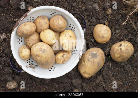 Solanum tuberosum. Ernte von Kartoffeln bin arfona' in einem Sieb in einem Schrebergarten. Großbritannien Stockfoto