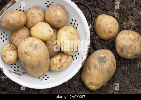 Solanum tuberosum. Ernte von Kartoffeln bin arfona' in einem Sieb in einem Schrebergarten. Großbritannien Stockfoto