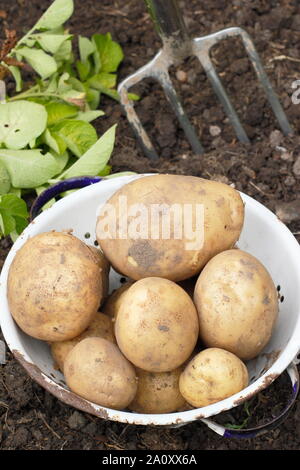 Solanum tuberosum. Ernte von Kartoffeln bin arfona' in einem Sieb in einem Schrebergarten. Großbritannien Stockfoto