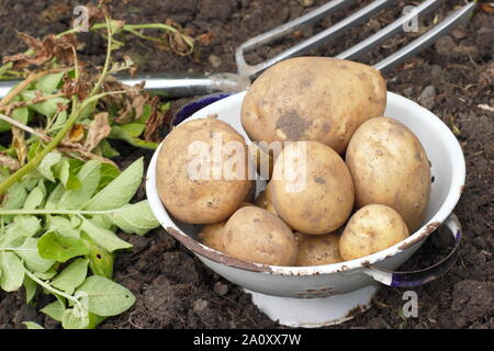 Solanum tuberosum. Ernte von Kartoffeln bin arfona' in einem Sieb in einem Schrebergarten. Großbritannien Stockfoto