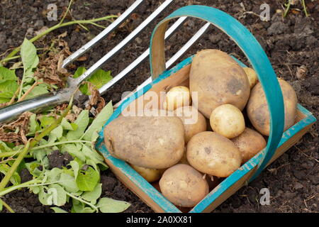 Solanum tuberosum bin arfona'. Frisch gegraben Kartoffeln in einem trug auf eine Zuteilung. Großbritannien Stockfoto