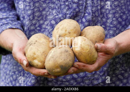 Frau, die in einem Gemüsegarten Kartoffeln in der zweiten Frühzeit erntet. Solanum tuberosum „Marfona“. Stockfoto