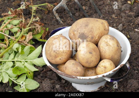 Solanum tuberosum. Ernte von Kartoffeln bin arfona' in einem Sieb in einem Schrebergarten. Großbritannien Stockfoto