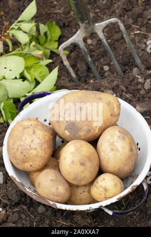 Solanum tuberosum. Ernte von Kartoffeln bin arfona' in einem Sieb in einem Schrebergarten. Großbritannien Stockfoto