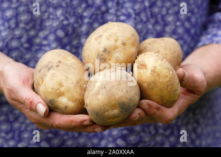 Solanum tuberosum bin arfona' zweite frühkartoffeln. Zuteilung angebauten Kartoffeln frisch von Hand geerntet von weiblichen (abgebildet). Großbritannien Stockfoto