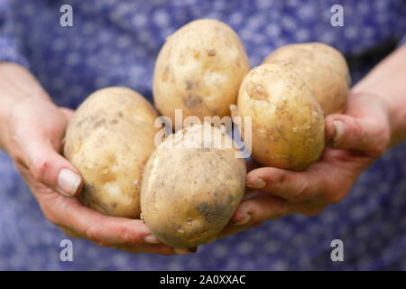 Solanum tuberosum bin arfona' zweite frühkartoffeln. Zuteilung angebauten Kartoffeln frisch von Hand geerntet von weiblichen (abgebildet). Großbritannien Stockfoto