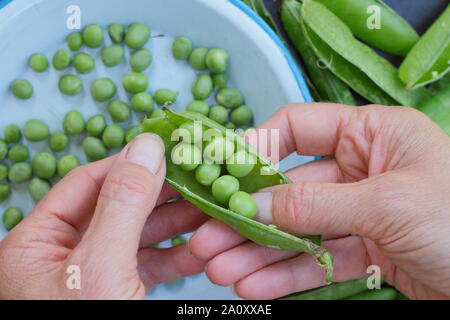 Pisum sativum 'Vorwärts'. Schälen frisch gepflückte marrowfat Peas im Sommer. Großbritannien Stockfoto