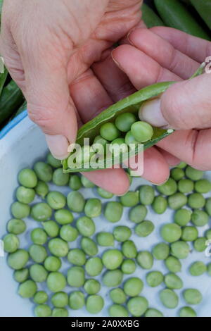 Pisum sativum 'Vorwärts'. Schälen frisch gepflückte marrowfat Peas im Sommer. Großbritannien Stockfoto