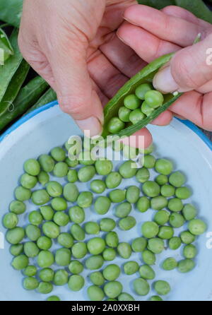 Pisum sativum 'Vorwärts'. Schälen frisch gepflückte marrowfat Peas im Sommer. Großbritannien Stockfoto