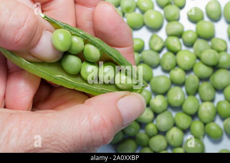 Pisum sativum 'Vorwärts'. Schälen frisch gepflückte marrowfat Peas im Sommer. Großbritannien Stockfoto