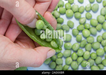 Pisum sativum 'Vorwärts'. Schälen frisch gepflückte marrowfat Peas im Sommer. Großbritannien Stockfoto