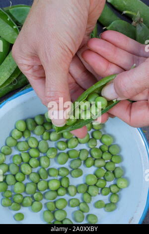 Pisum sativum 'Vorwärts'. Schälen frisch gepflückte marrowfat Peas im Sommer. Großbritannien Stockfoto