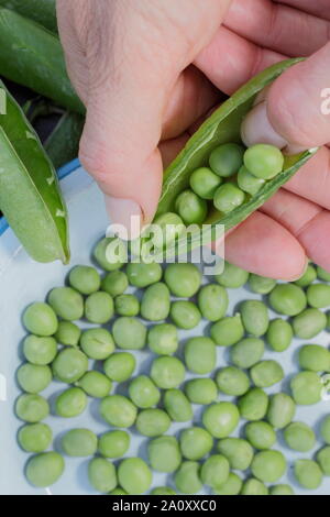 Pisum sativum 'Vorwärts'. Schälen frisch gepflückte marrowfat Peas im Sommer. Großbritannien Stockfoto