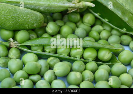 Pisum sativum "Stadtrat". Frisch homegrown Garten Erbsen in ihren Hülsen geerntet. Großbritannien Stockfoto