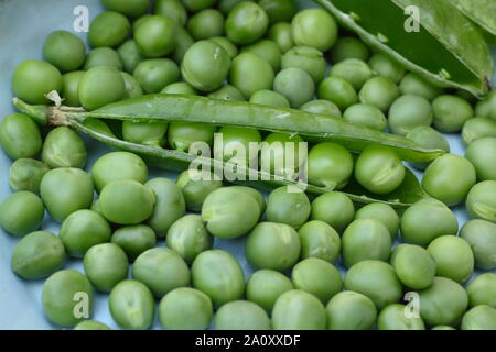 Pisum sativum "Stadtrat". Frisch homegrown Garten Erbsen in ihren Hülsen geerntet. Großbritannien Stockfoto