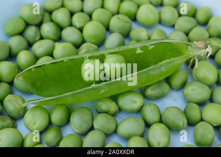 Pisum sativum "Stadtrat". Frisch homegrown Garten Erbsen in ihren Hülsen geerntet. Großbritannien Stockfoto