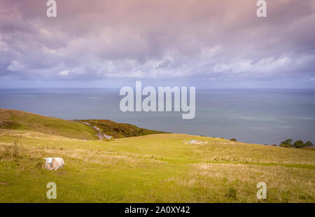 Die Great Orme in Llandudno. Das wellige Hügel mit Blick auf das Meer und ein Schaf im Vordergrund. Cumulus Wolken sind Overhead. Stockfoto