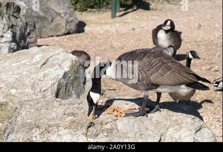 Eine Kanada Gans essen Brot auf einem Felsen Stockfoto