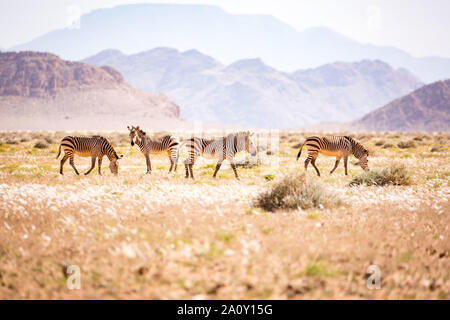 Eine Gruppe von Wüste Zebras begrasen vor einer bergigen Landschaft, Namibia, Afrika Stockfoto