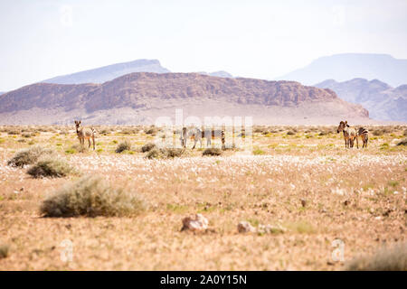 Eine Gruppe von Wüste Zebras begrasen vor einer bergigen Landschaft, Namibia, Afrika Stockfoto