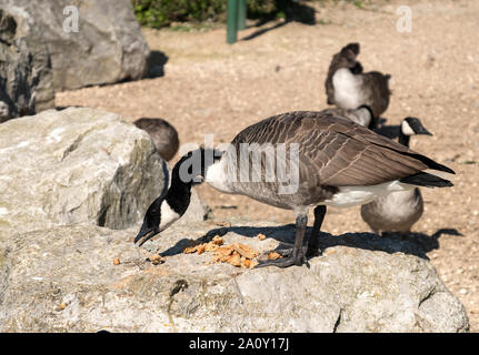 Eine Kanada Gans essen Brot auf einem Felsen Stockfoto