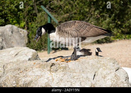 Eine Kanada Gans essen Brot auf einem Felsen Stockfoto