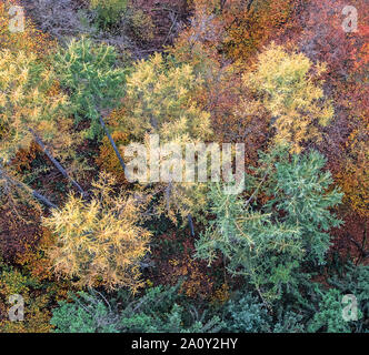 Blick von oben auf einen Herbst Wald, Geierslay, Rheinland-Pfalz Stockfoto