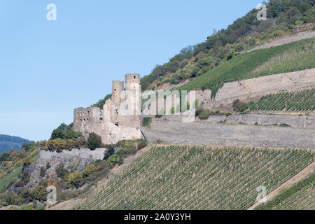 Burg Ehrenfels, eine Burgruine über dem Rhein Schlucht in der Nähe der Stadt Rüdesheim am Rhein in Hessen, Deutschland. Stockfoto