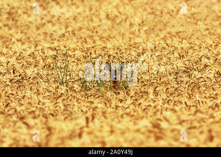 Niedliche Rehe doe versteckt im Weizenfeld (Hyla arborea) Stockfoto