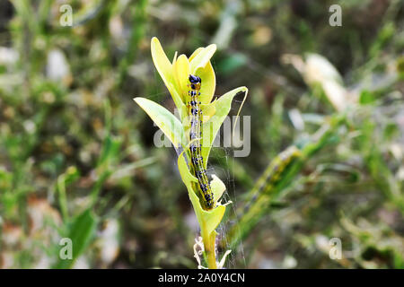 Detail der Box Tree caterpillar Essen der Pflanze (Cydalima perspectalis) Stockfoto